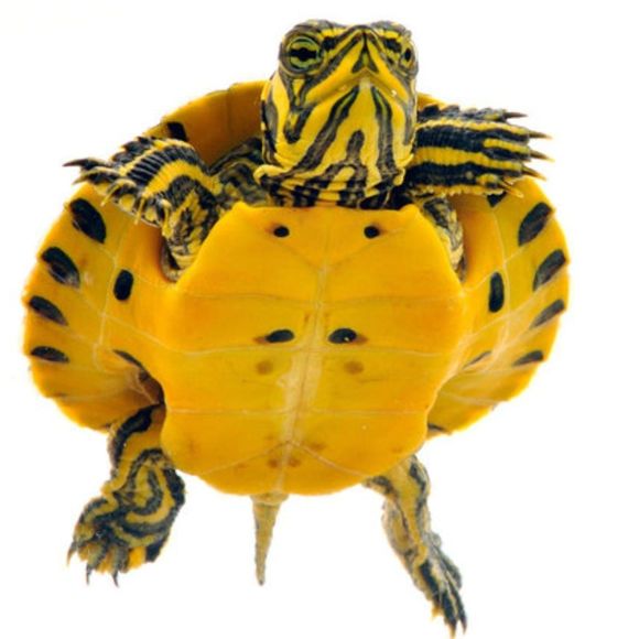 Meet your Posher, Kyle - Picture 1 of 1